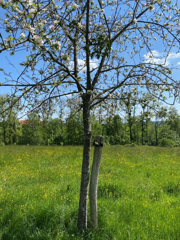 Waarom een boompaaltje soms nodig is…